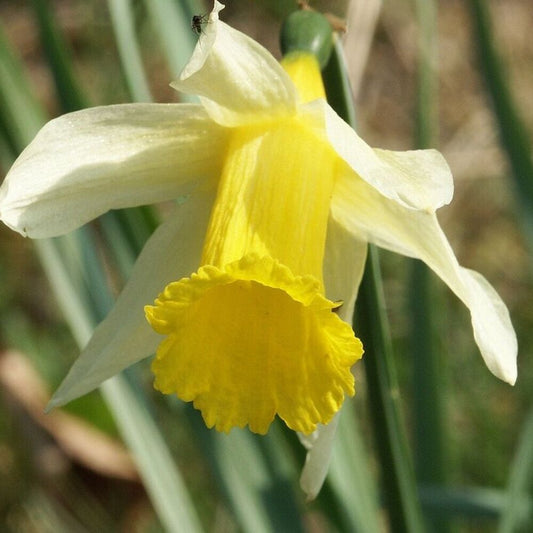5 Wild Daffodil Bulbs