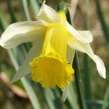 5 Wild Daffodil - Lent Lilly Bulbs