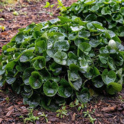 25 Wild Ginger Seeds – Asarum Canadense | Native Woodland Ground Cover Plant