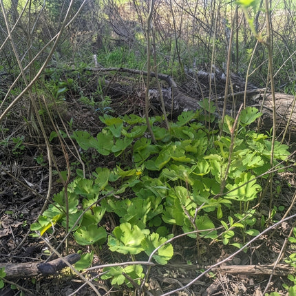 25 Wild Ginger Seeds – Asarum Canadense | Native Woodland Ground Cover Plant