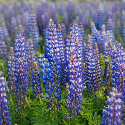 Wild Perennial Lupine (Lupinus perennis) displaying tall spikes of vibrant blue and purple wildflowers in full bloom, ideal for native gardens and pollinator landscapes. Seed World
