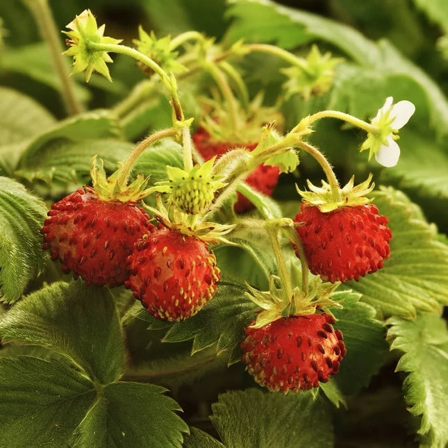 Fresh, ripe wild red strawberries growing on green leafy plants, perfect for gardening and harvesting. Seed World