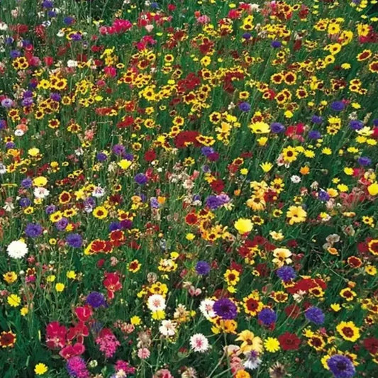 Colorful Wildflower Mix Seeds blooming in garden meadow with yellow, purple, and red flowers