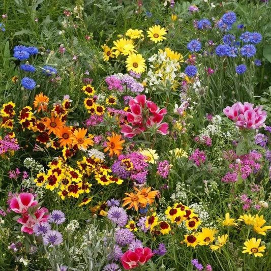 Multicolored wildflowers in a garden setting