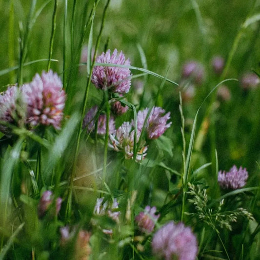 Close-up of blooming red clover in food plot