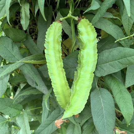 Winged Bean plant with fresh green winged pods growing among lush foliage. Seeds World
