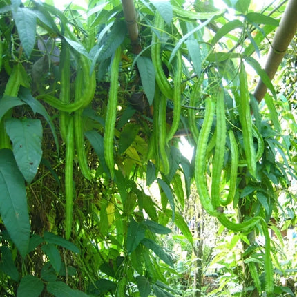 10 Winged Bean Seeds – Psophocarpus Tetragonolobus Tropical Climbing Vegetable Seeds