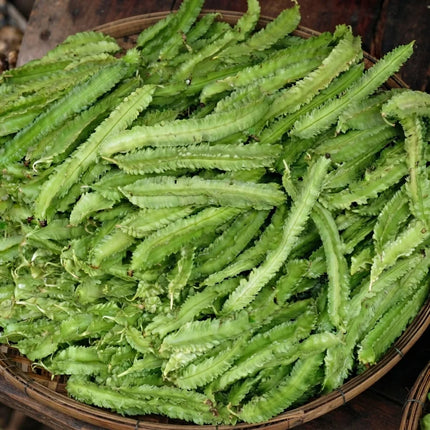 10 Winged Bean Seeds – Psophocarpus Tetragonolobus Tropical Climbing Vegetable Seeds