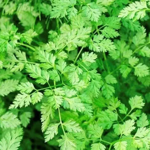 400 Winter Chervil Culinary Herb Heirloom Seeds