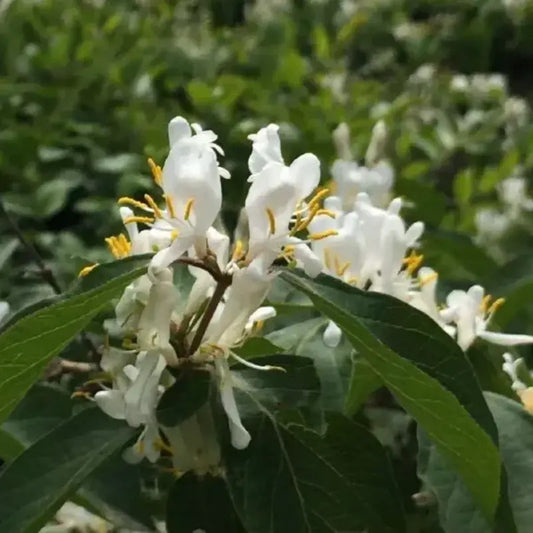 50 Winter Honeysuckle Seeds