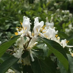 50 Winter Honeysuckle Seeds