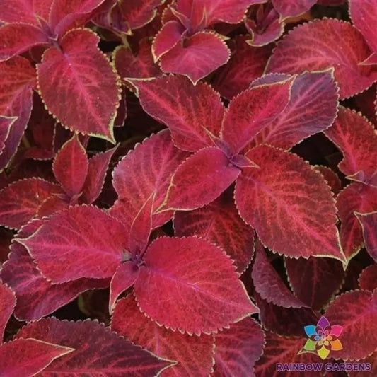 25 Wizard Velvet Red Coleus Seeds