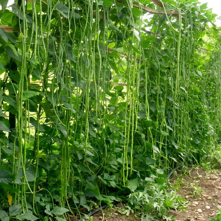 Yard Long Bean Seeds – 120 Seeds, featuring fresh green asparagus beans growing on climbing vines with long hanging pods in a productive home vegetable garden. Seed World