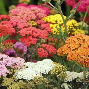 50 Yarrow Seeds - Colorado Mix