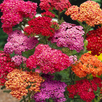Vibrant multicolor Yarrow flowers blooming in garden, close-up, showing dense clusters of red, orange, pink, and purple blossoms, ideal for ornamental and pollinator-friendly landscaping. Seed World
