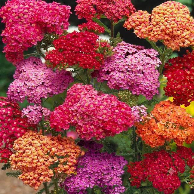 Vibrant multicolor Yarrow flowers blooming in garden, close-up, showing dense clusters of red, orange, pink, and purple blossoms, ideal for ornamental and pollinator-friendly landscaping. Seed World