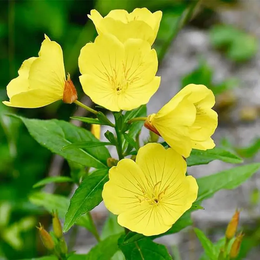Yellow Common Evening Primrose Seeds | Non-GMO Native Wildflower
