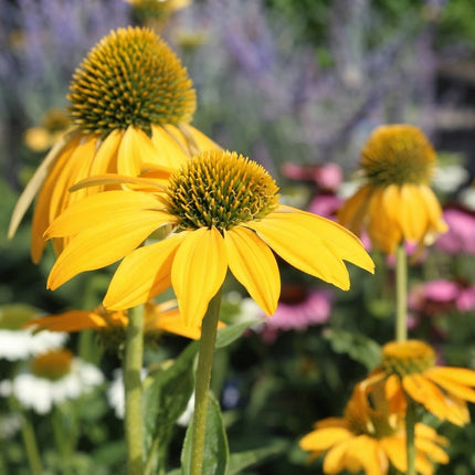 Yellow Coneflower Echinacea Daisy Seeds – Bright Golden Yellow Perennial Flowers for Pollinator Gardens, Borders and Wildflower Beds. Seed World