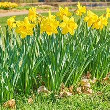5 Yellow Daffodil - Narcissus Large Giant Bulbs