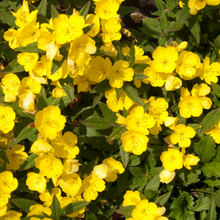 100 Yellow Evening Primrose Seeds