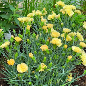 50 Yellow Grenadin Carnation Seeds