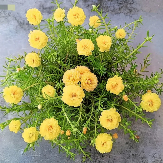Yellow Moss Rose Portulaca with vibrant double yellow blooms and succulent foliage. Seed World
