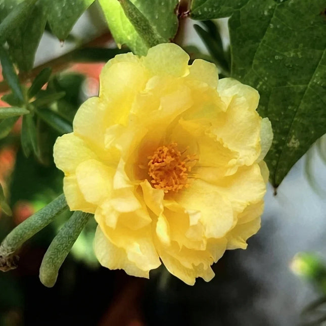 100 Yellow Moss Rose Seeds – Portulaca Grandiflora Flower