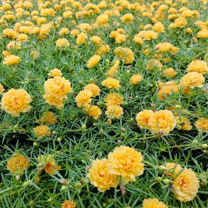 100 Yellow Moss Rose Seeds – Portulaca Grandiflora Flower