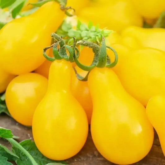 250 Yellow Pear Cherry Tomato Seeds