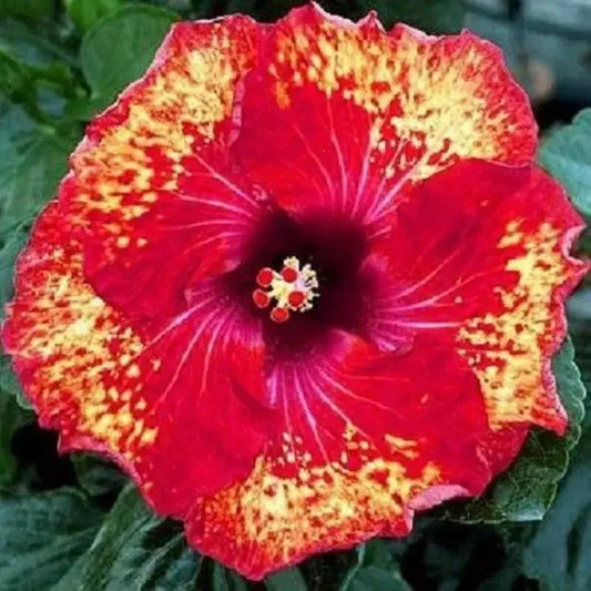 20 Rare Yellow Red Hibiscus Seeds – Tropical Bicolor Blooms