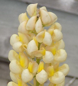 25 Lupine Perennial Flower Seeds