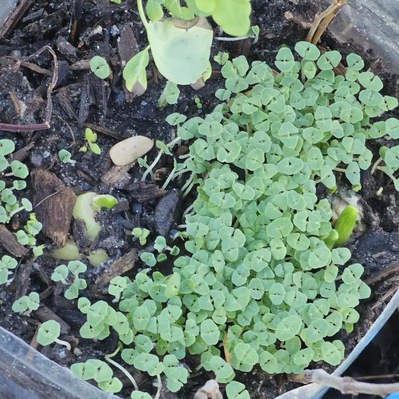 Young green plants sprouting from soil in a container