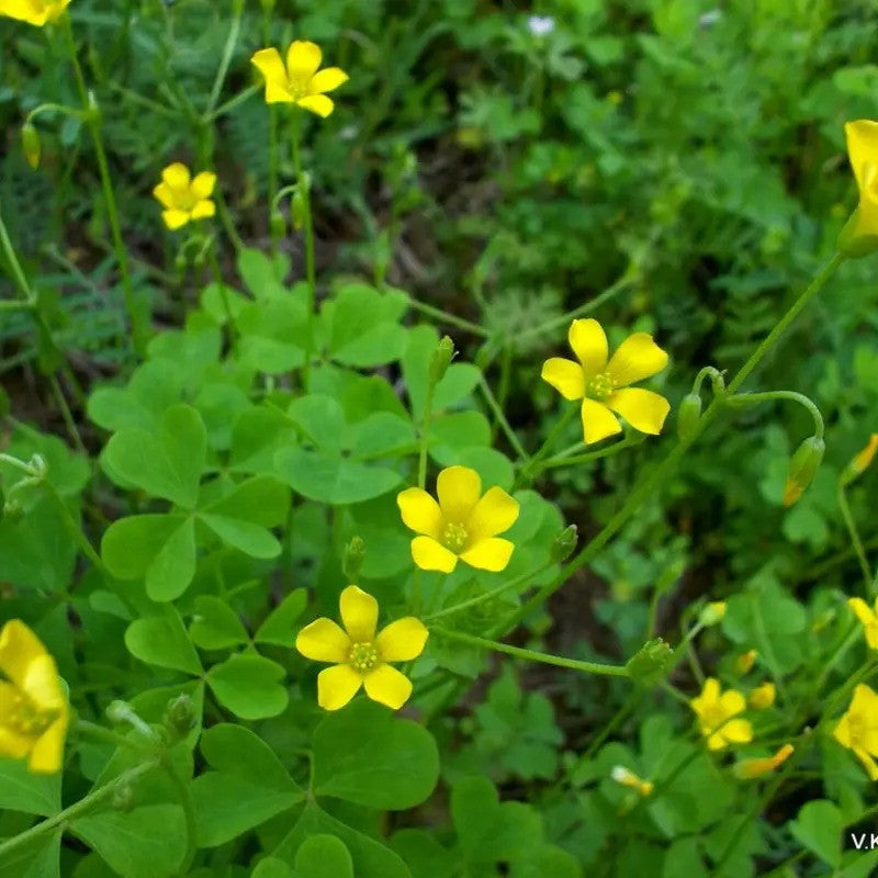 Yellow flowers with green leaves in a natural setting