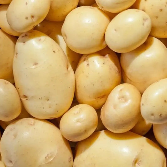 Fresh Yukon Gold seed potatoes with smooth golden skin
