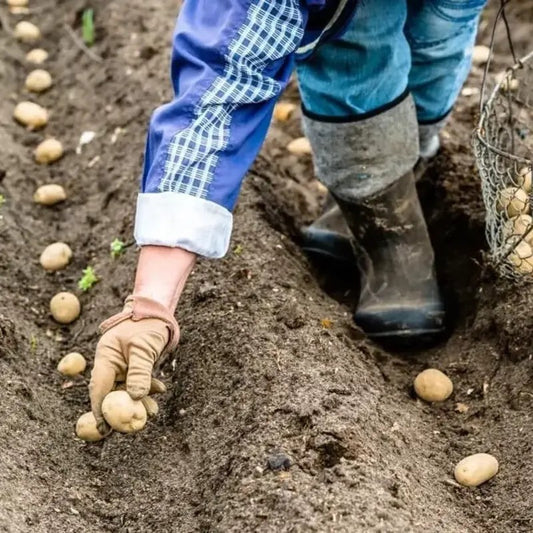 Planting Yukon Gold seed potatoes in garden soil rows