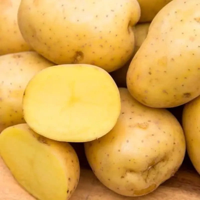 Yukon Gold seed potatoes with golden buttery flesh for planting