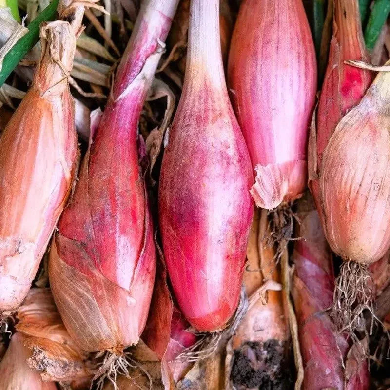 Close-up of red shallots with roots and green leaves.