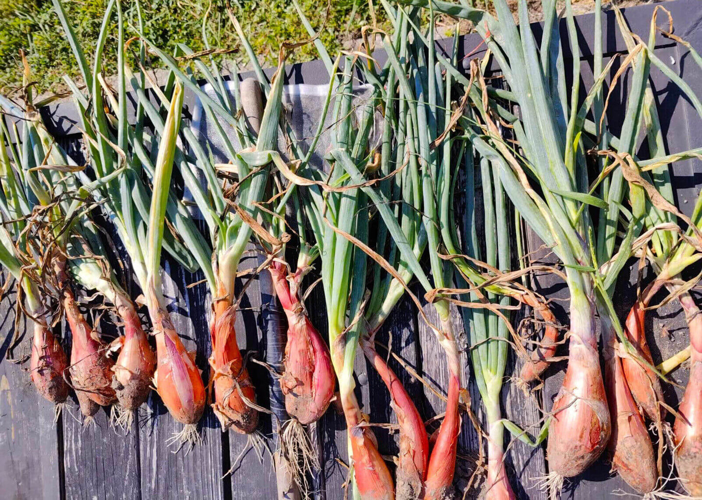 200 Zebrune Shallot Seeds