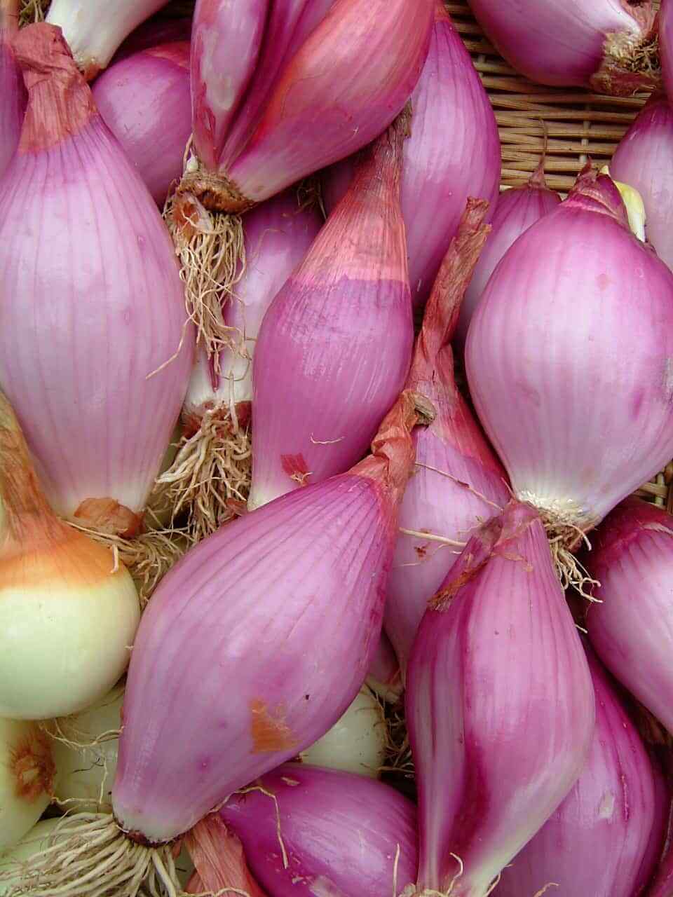 200 Zebrune Shallot Seeds