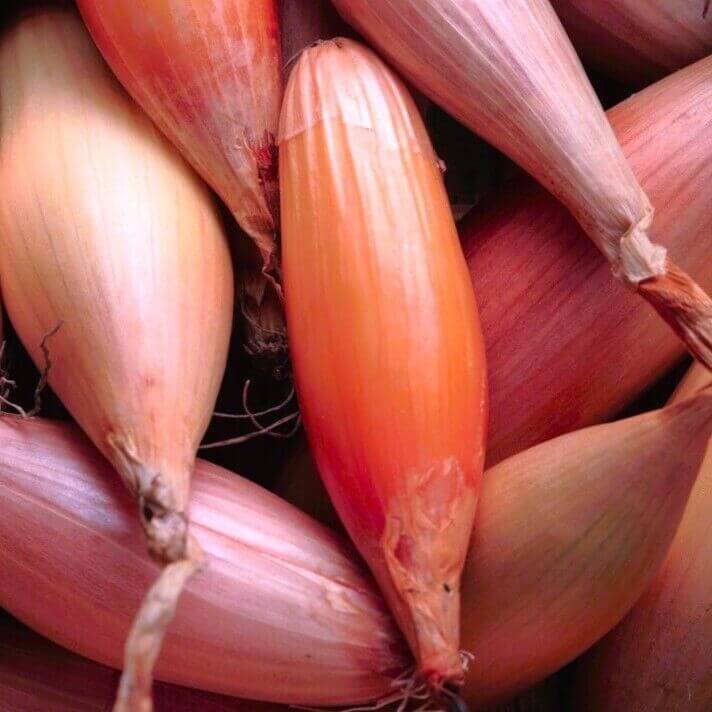 200 Zebrune Shallot Seeds