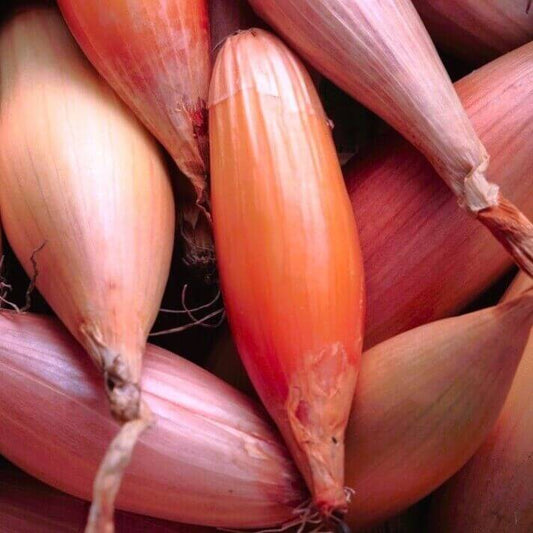 200 Zebrune Shallot Seeds
