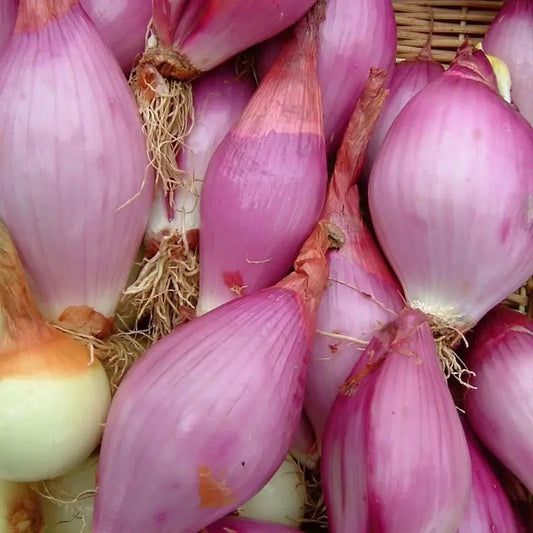 Close-up of purple shallots in a basket