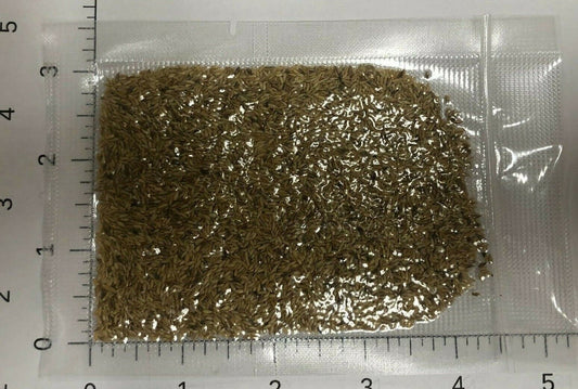 Close-up of Zenith Zoysia seeds in sealed packet with ruler for size reference – ideal for lawn patches