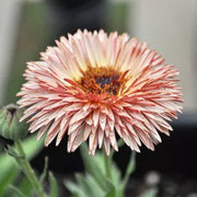 20 Zeolights Calendula (Pot Marigold) Seeds