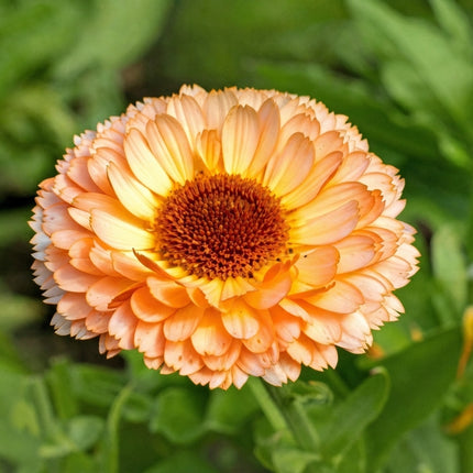 Zeolights Pot Marigold Calendula Seeds – 20 Seeds