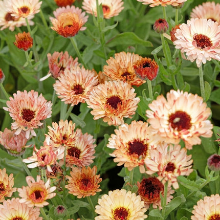 Zeolights Pot Marigold Calendula Seeds – 20 Seeds