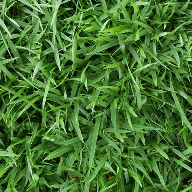 Zeon Zoysia Grass Seeds 1/8 lb – Premium Low Maintenance Lawn Grass