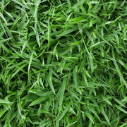 Zeon Zoysia Grass Seeds 1/8 lb – Premium Low Maintenance Lawn Grass