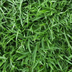 Zeon Zoysia Grass Seeds 1/8 lb – Premium Low Maintenance Lawn Grass