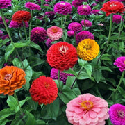 100 Zinnia California Giant Mix Seeds